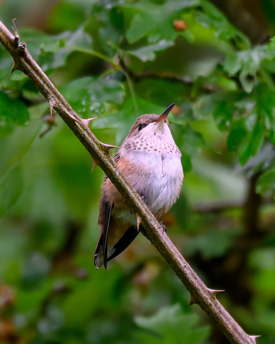 Rufous Hummingbird - ML636797448