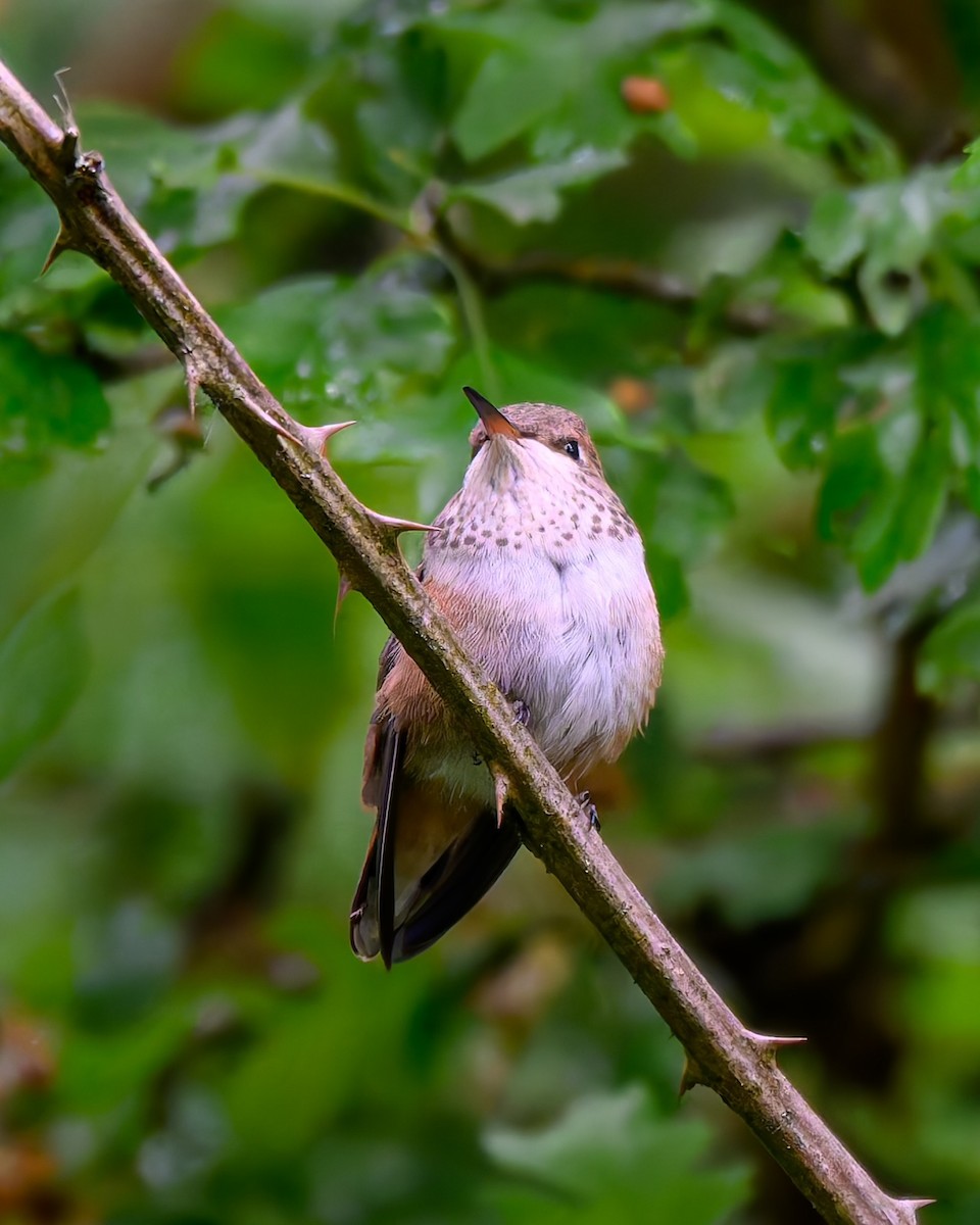 Rufous Hummingbird - ML636797449
