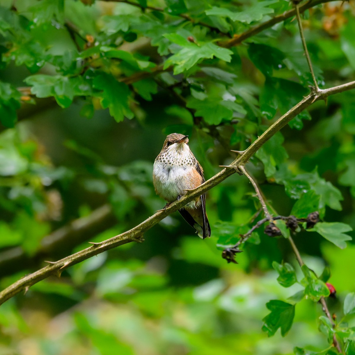 Rufous Hummingbird - ML636797450