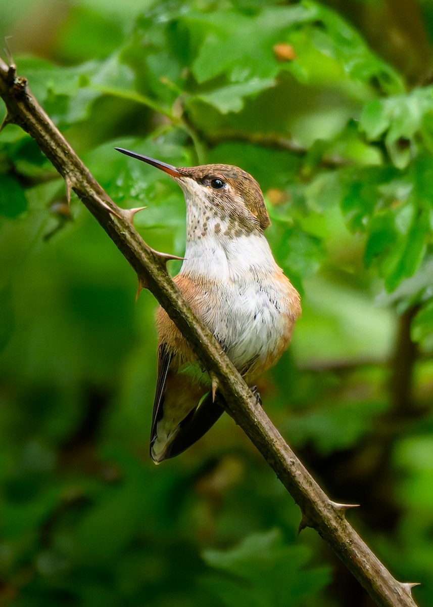 Rufous Hummingbird - ML636797451
