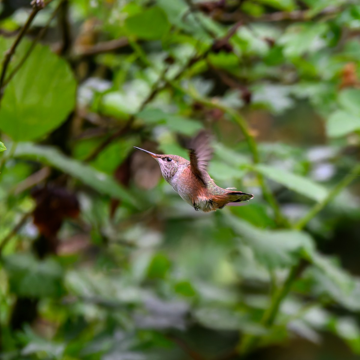 Rufous Hummingbird - ML636797452