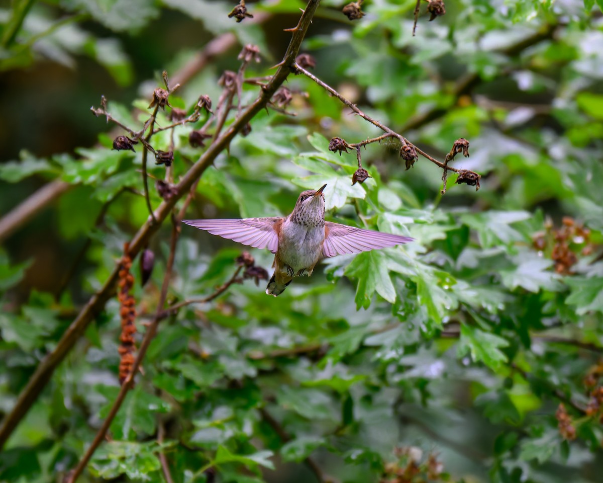 Rufous Hummingbird - ML636797453