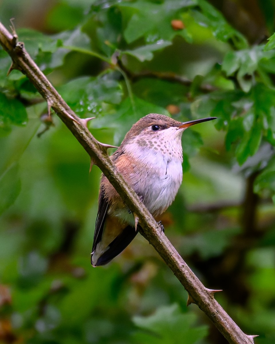 Rufous Hummingbird - ML636797454