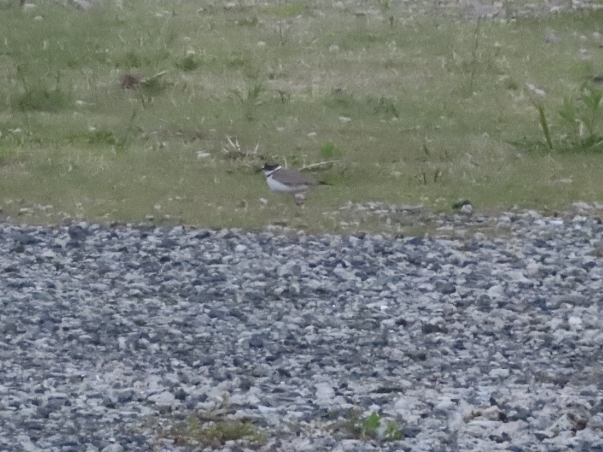 Long-billed Plover - ML636797481