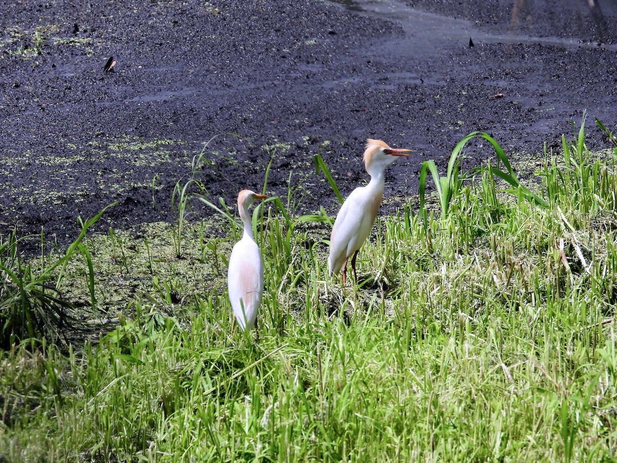 Western Cattle-Egret - ML636797507