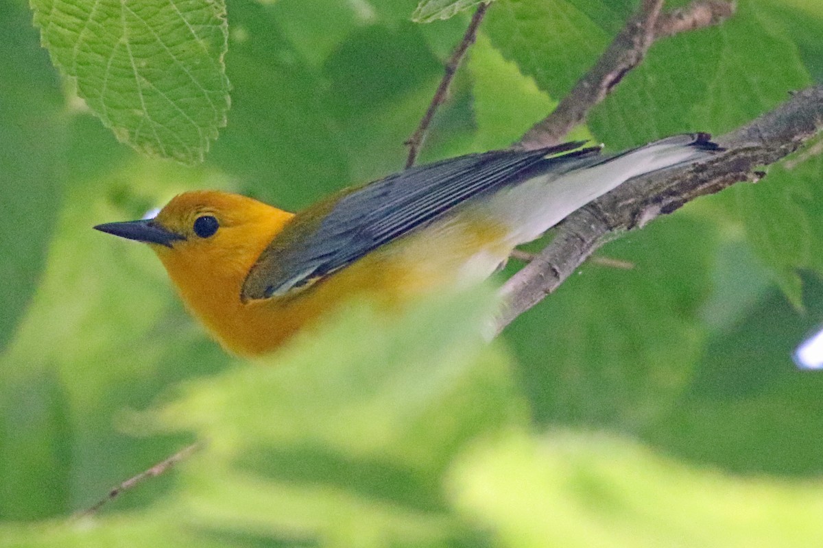 Prothonotary Warbler - ML636797533