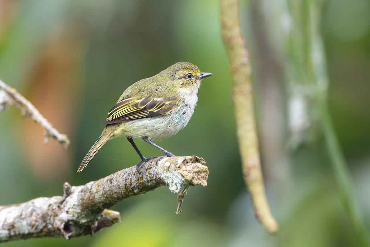 Choco Tyrannulet - ML636797608
