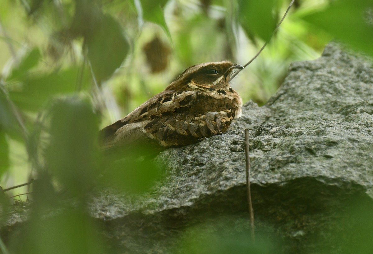 Jerdon's Nightjar - ML636797740