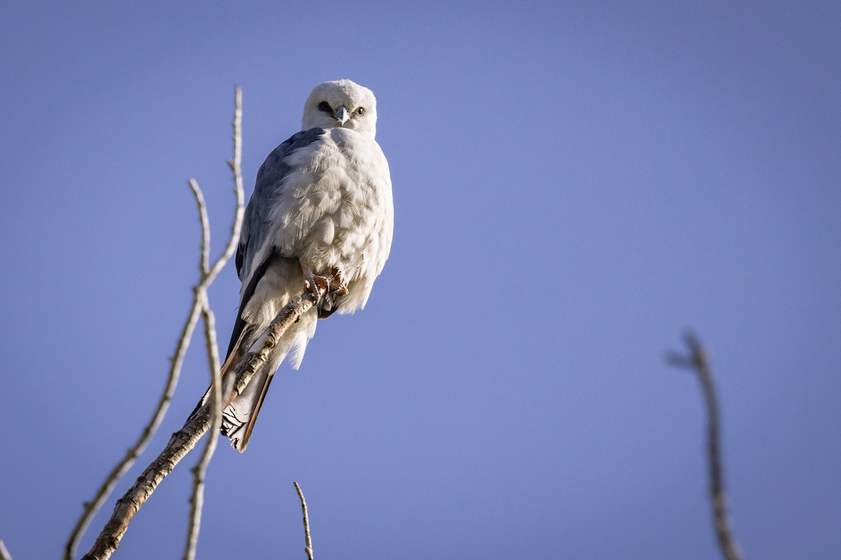 Mississippi Kite - ML636797756