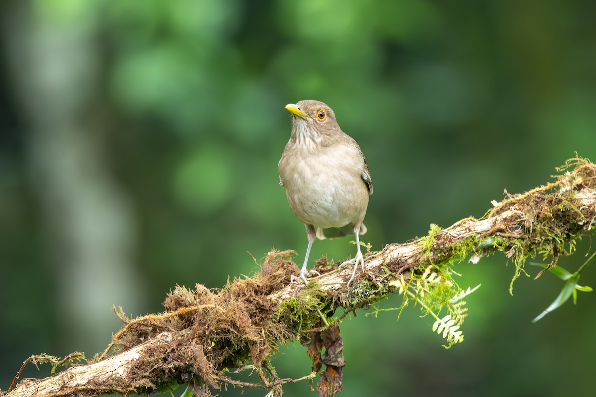 Ecuadorian Thrush - ML636797807