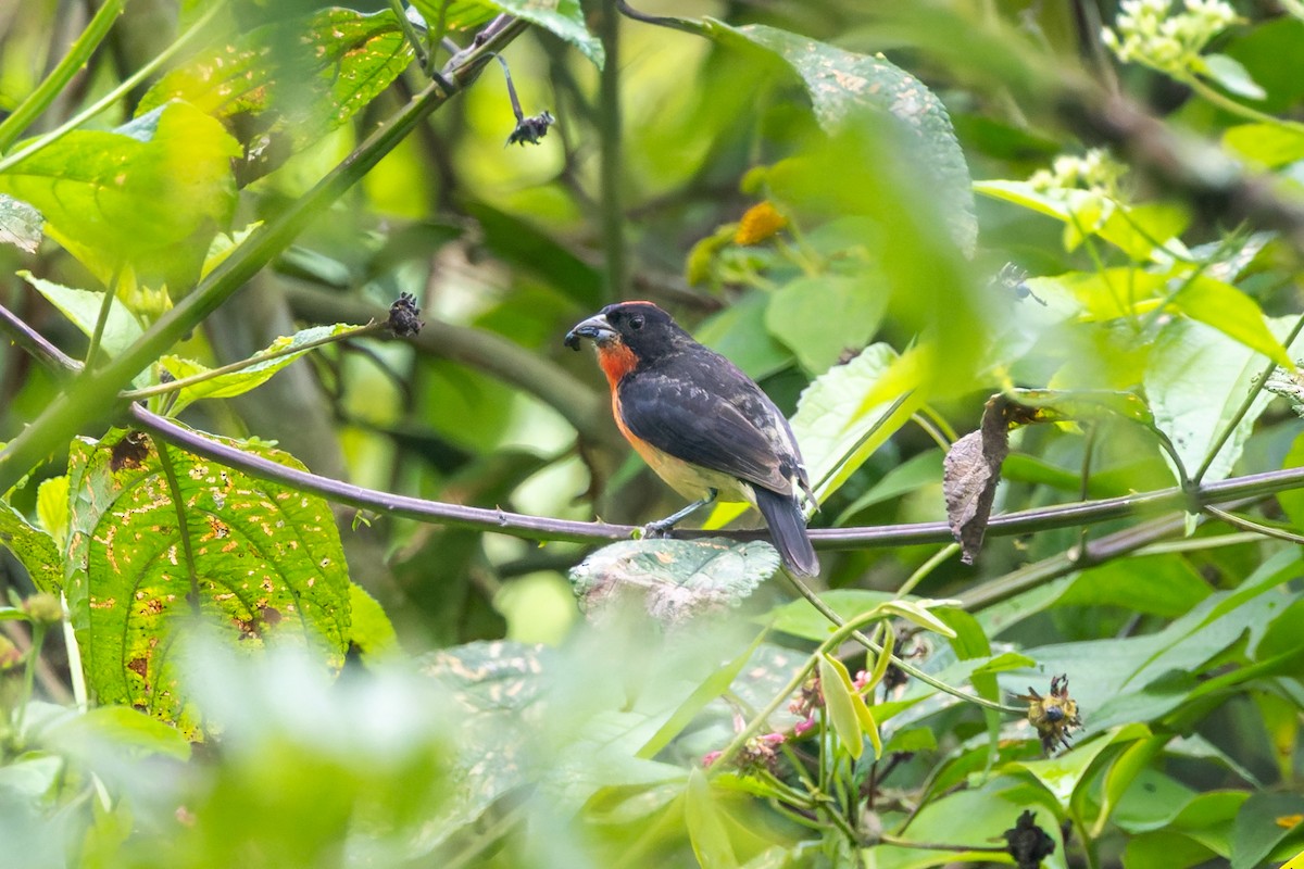 Crimson-breasted Finch - ML636797825