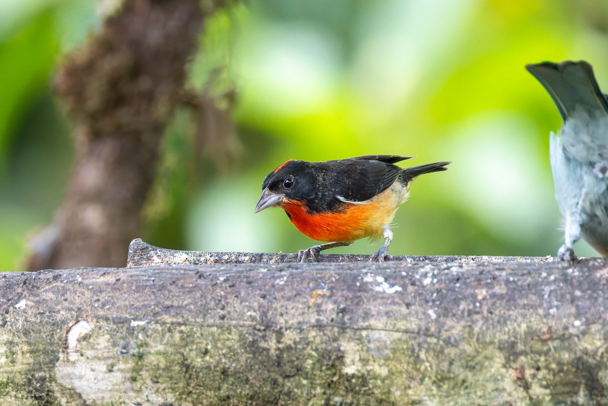 Crimson-breasted Finch - ML636797826