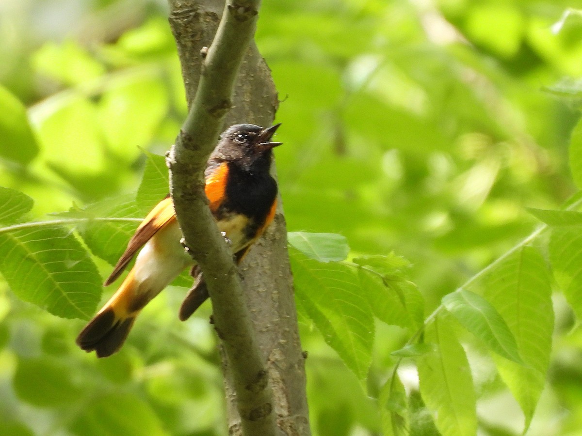 American Redstart - ML636797863