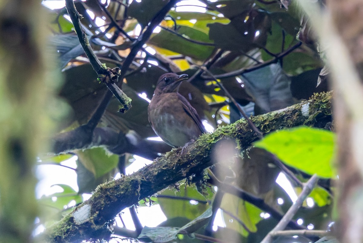 Pale-vented Thrush - ML636797881