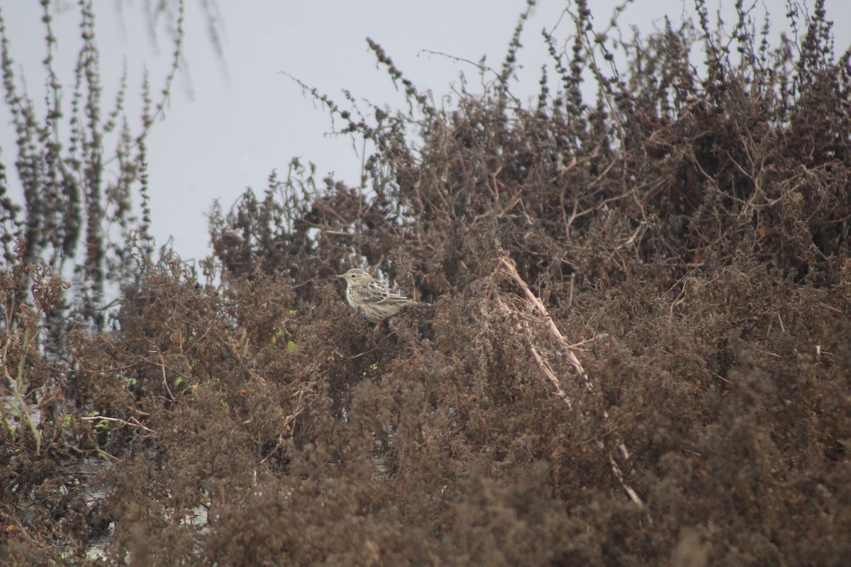 Peruvian Pipit - ML636797921