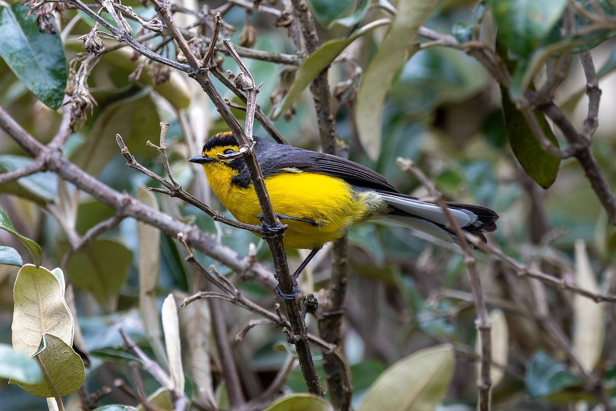 Spectacled Redstart - ML636797984