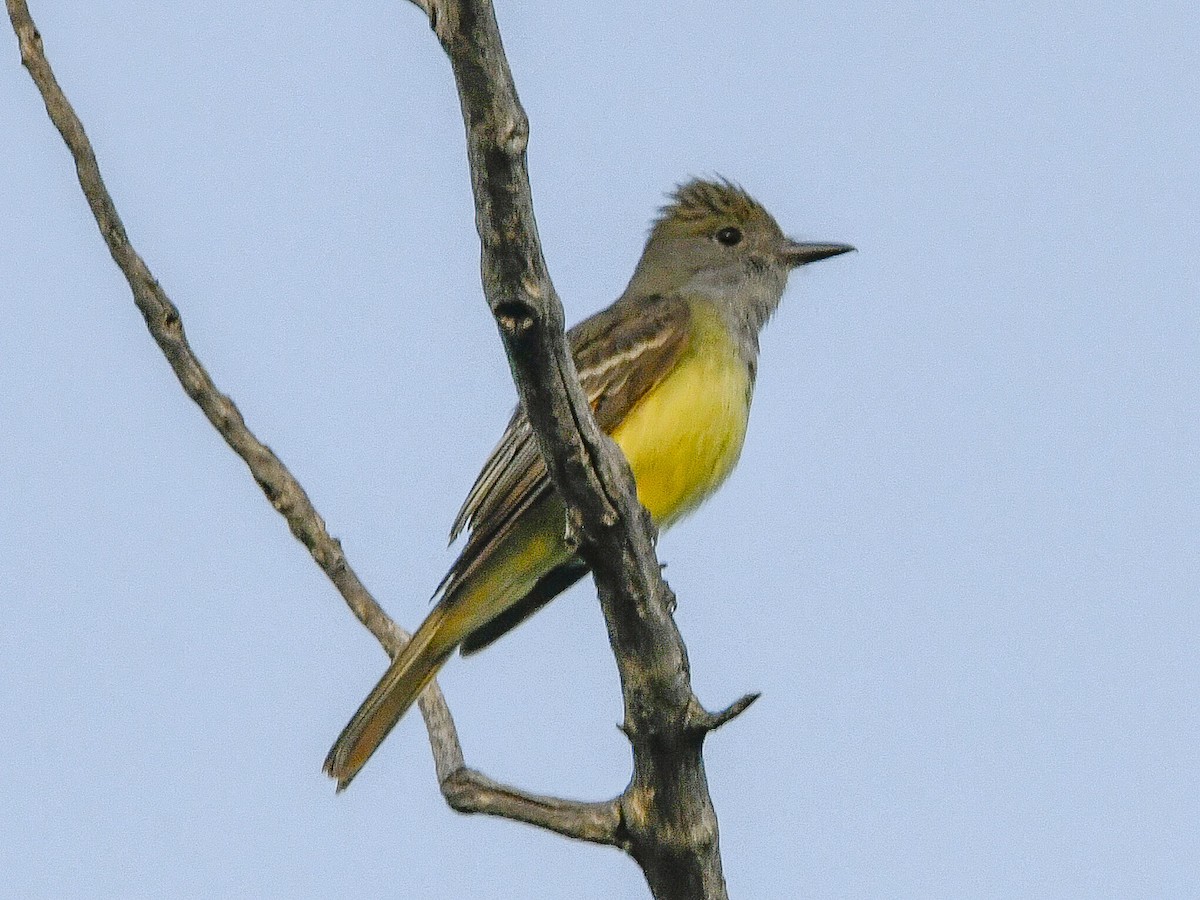 Great Crested Flycatcher - ML636798054