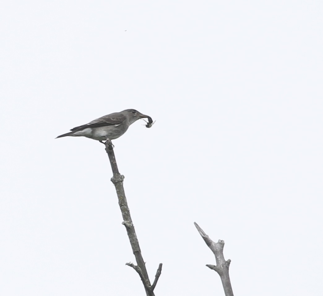 tyranovec severský - ML636798065