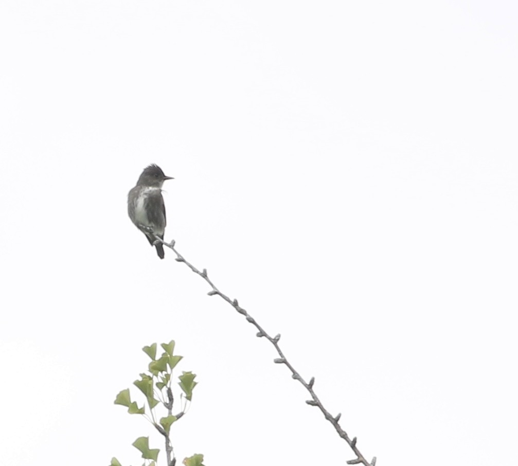 tyranovec severský - ML636798067