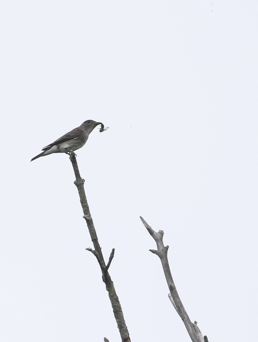 tyranovec severský - ML636798068