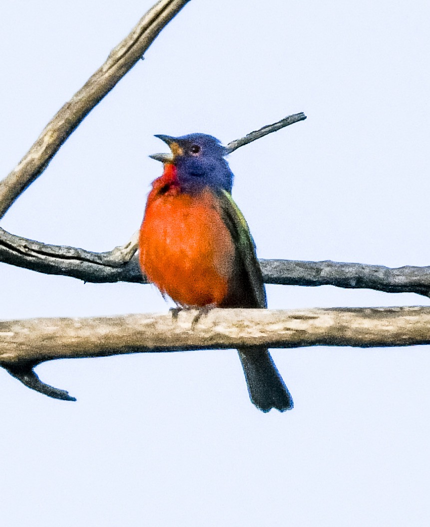 Painted Bunting - ML636798070