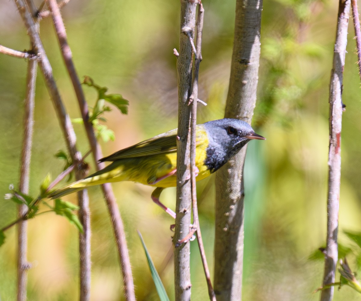 Mourning Warbler - ML636798109