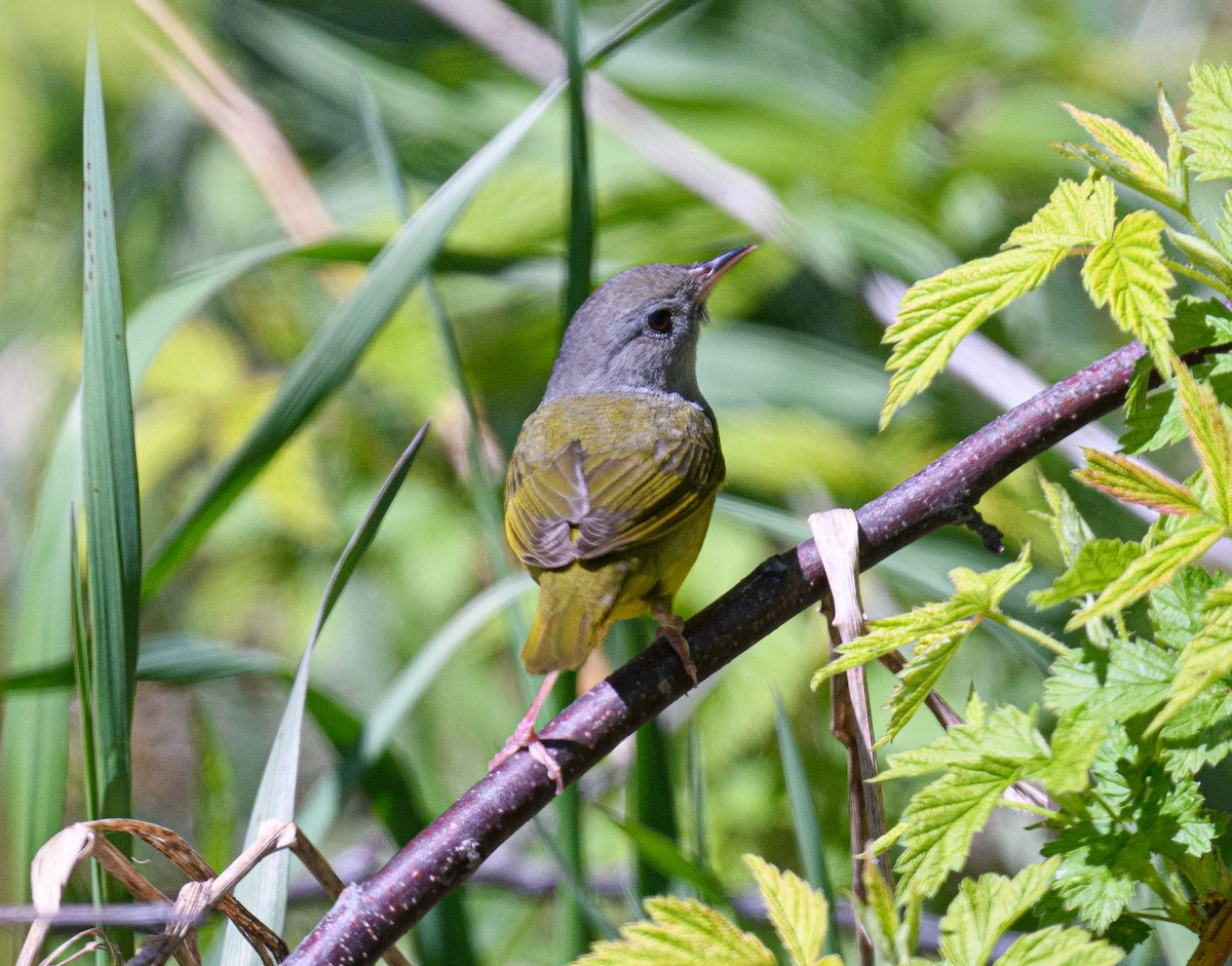 Mourning Warbler - ML636798110