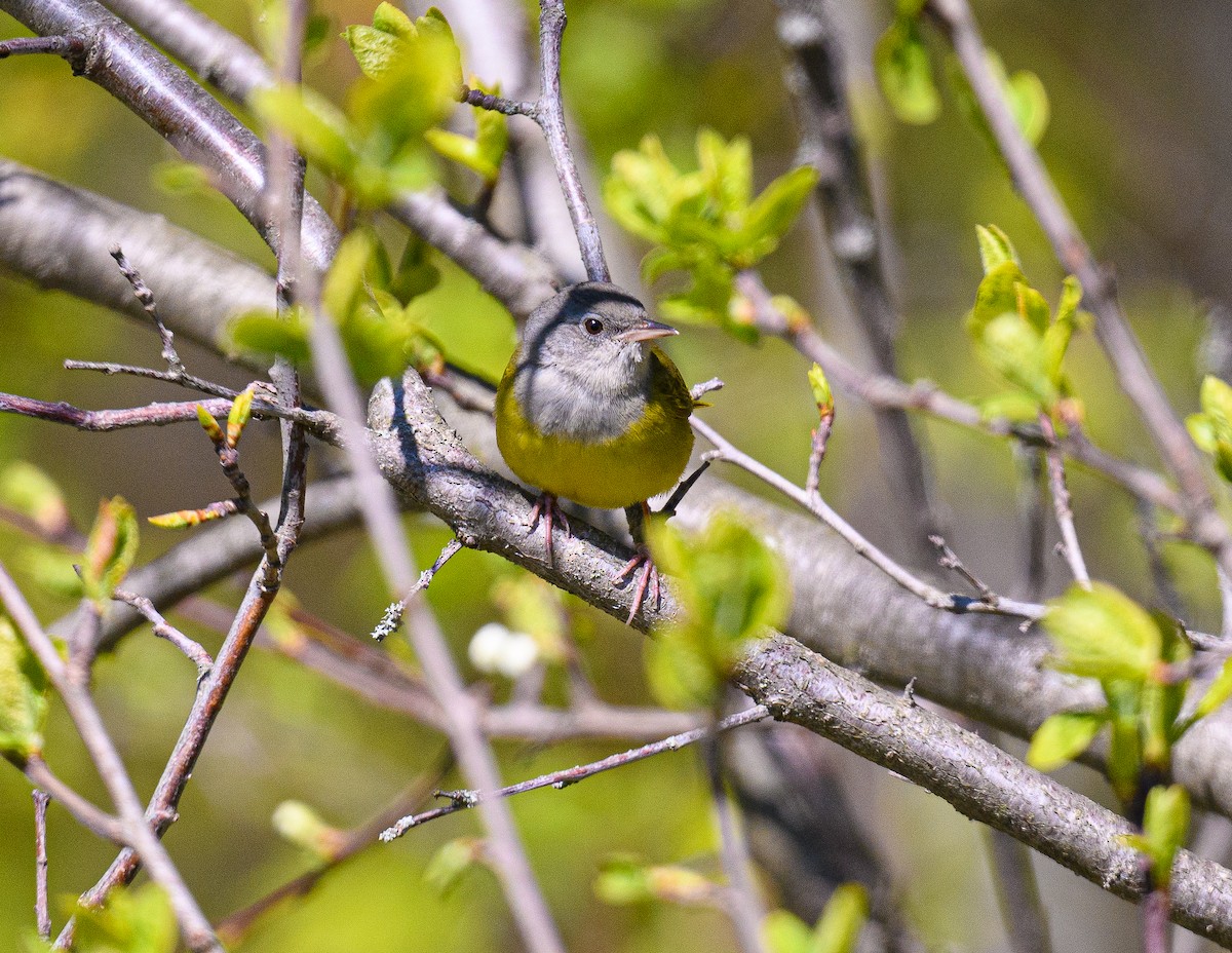 Mourning Warbler - ML636798111