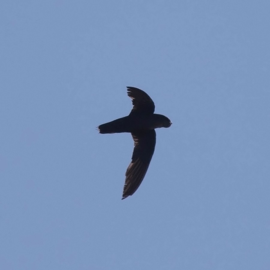 Chimney Swift - ML63679821