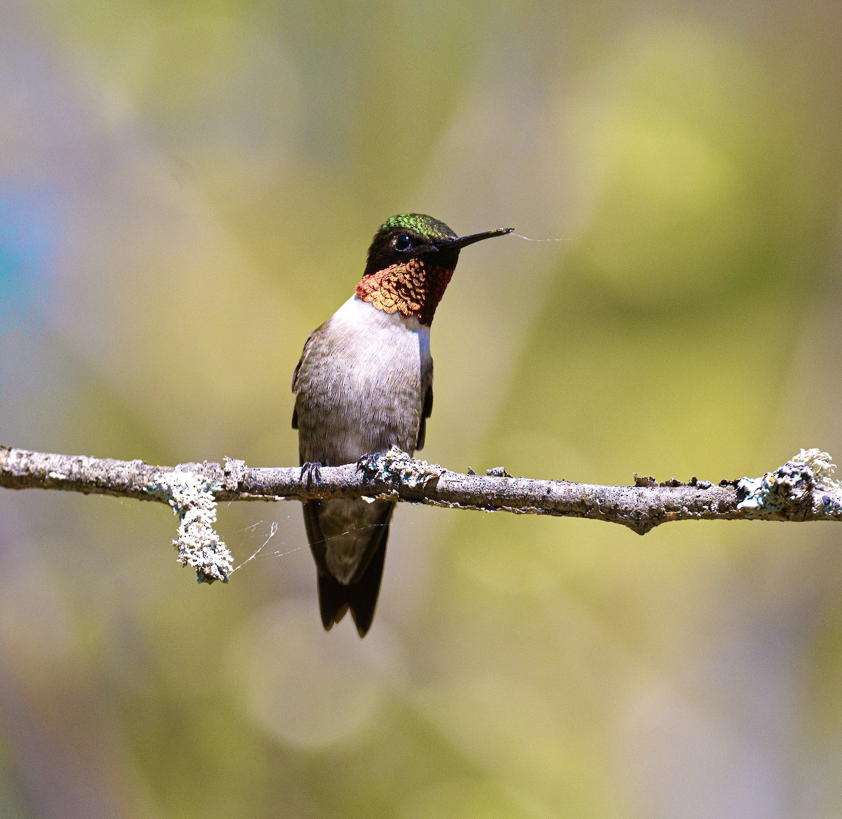 Ruby-throated Hummingbird - ML636798236