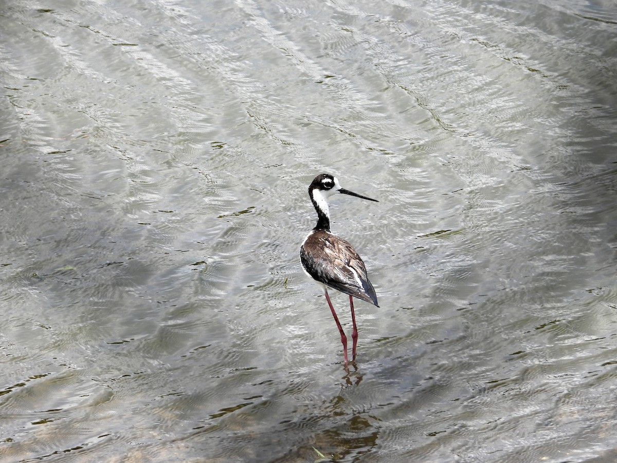 Black-necked Stilt - ML636798355