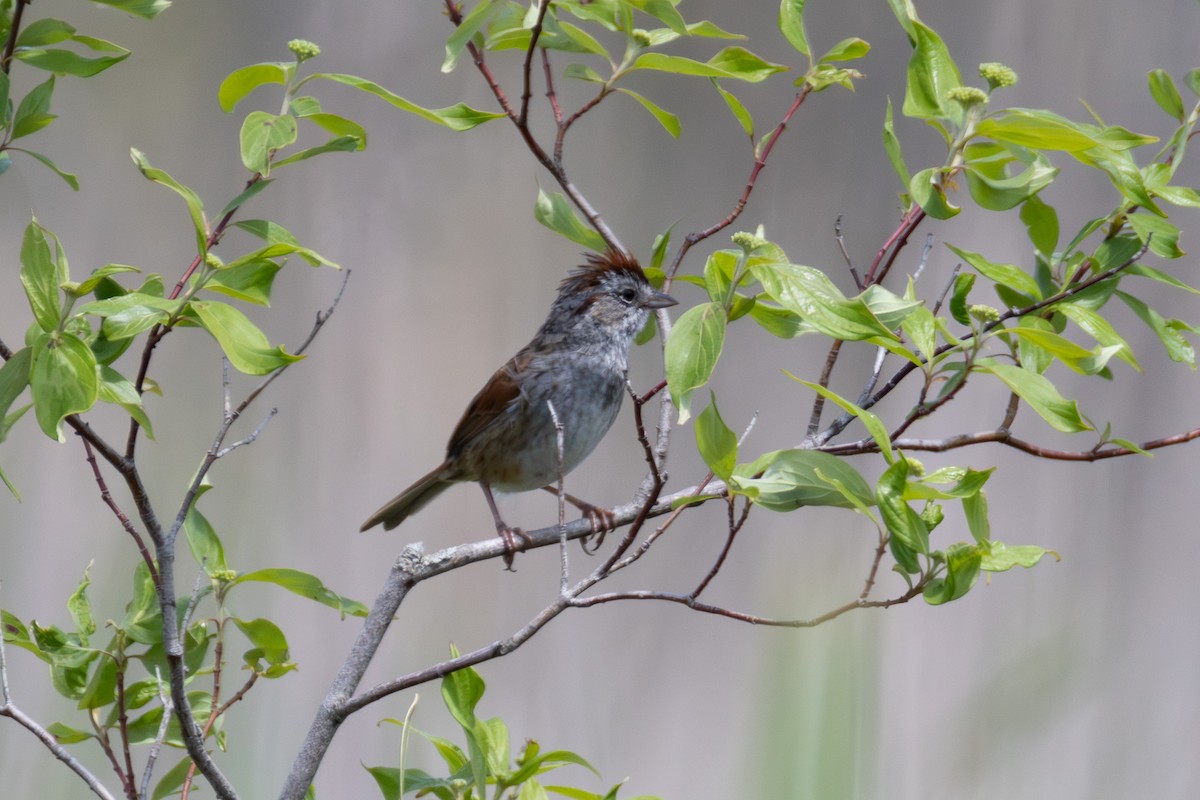 Swamp Sparrow - ML636798423