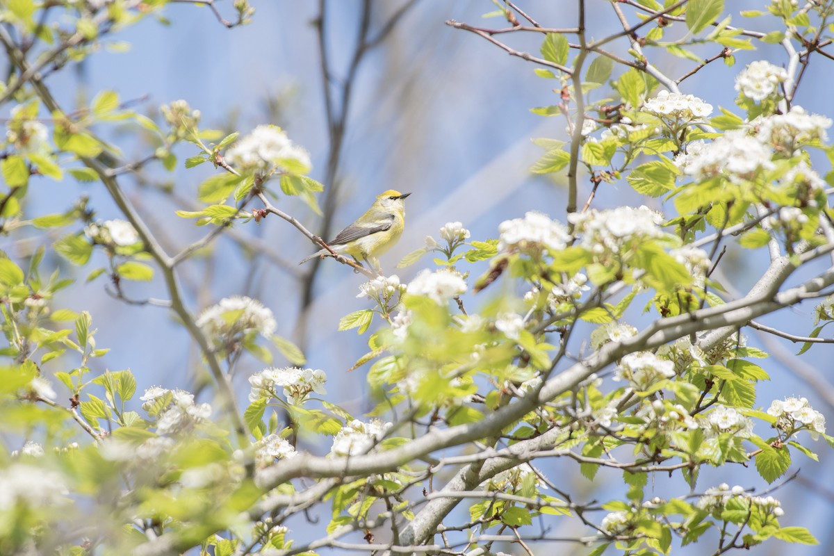 Brewster's Warbler (hybrid) - ML636798455