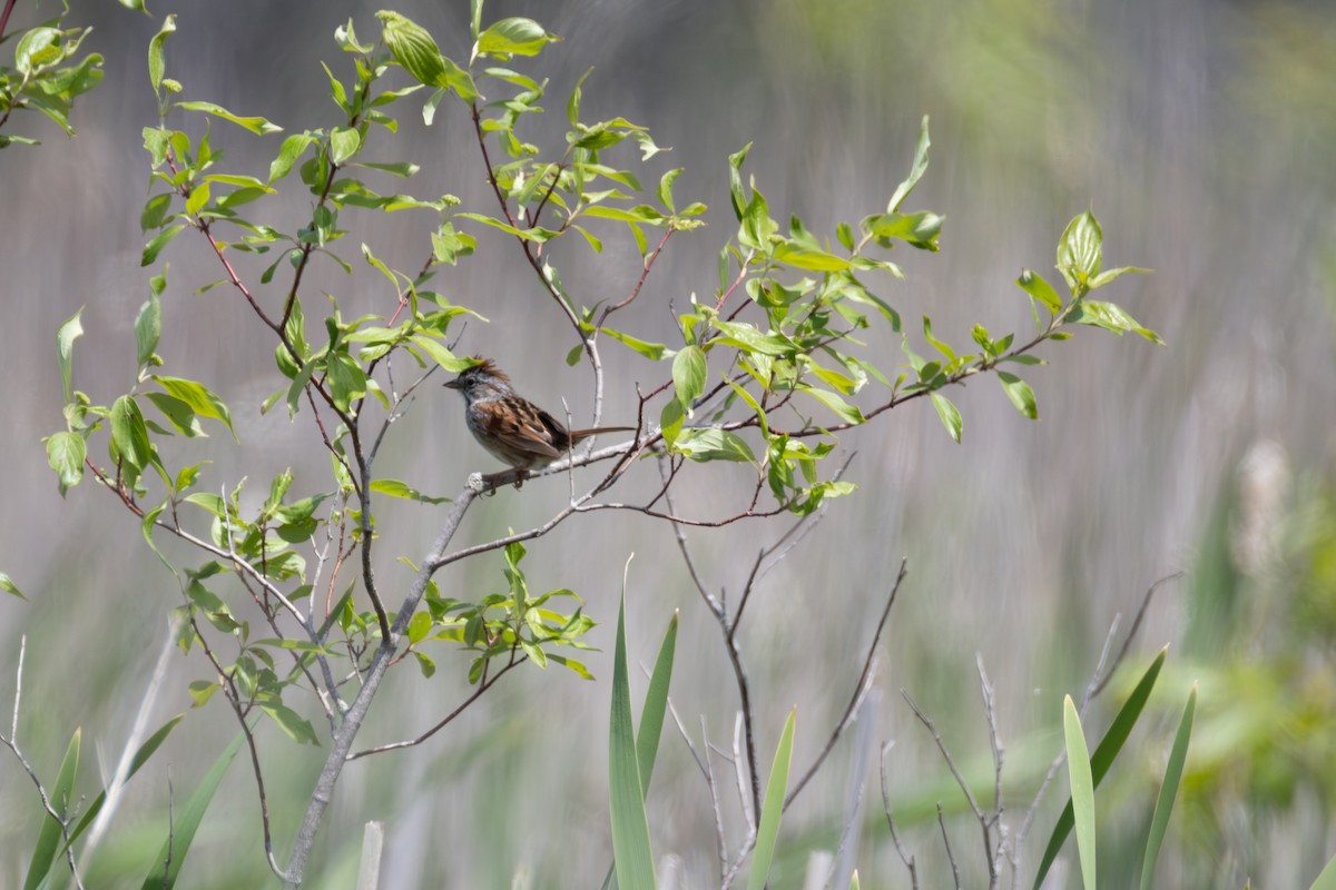 Swamp Sparrow - ML636798497
