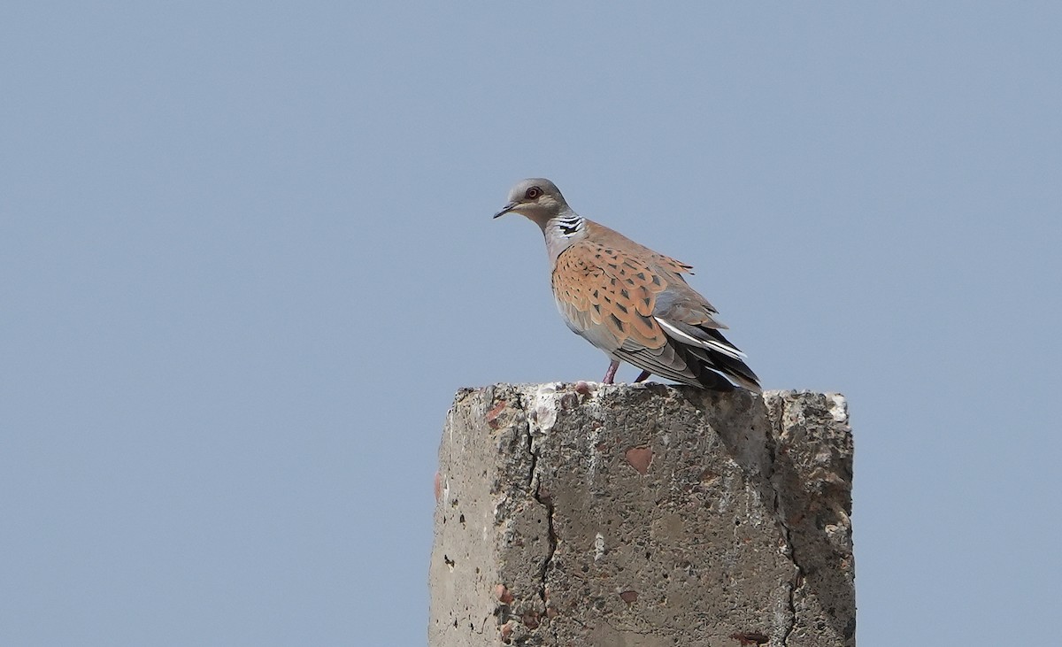 Горлиця звичайна - ML636798527