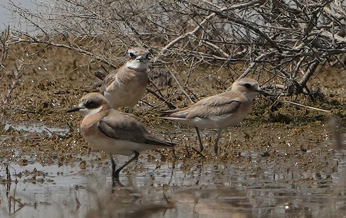 Пісочник товстодзьобий - ML636798580