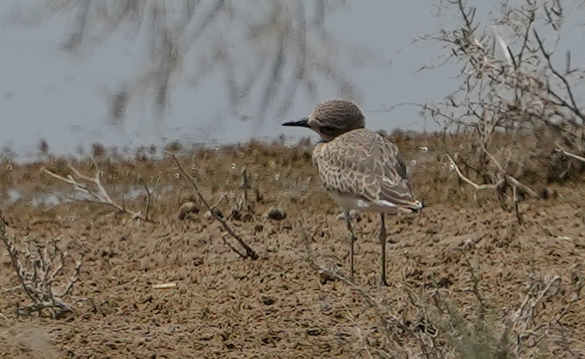 Пісочник товстодзьобий - ML636798581