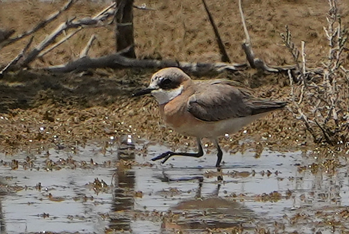 Пісочник товстодзьобий - ML636798582