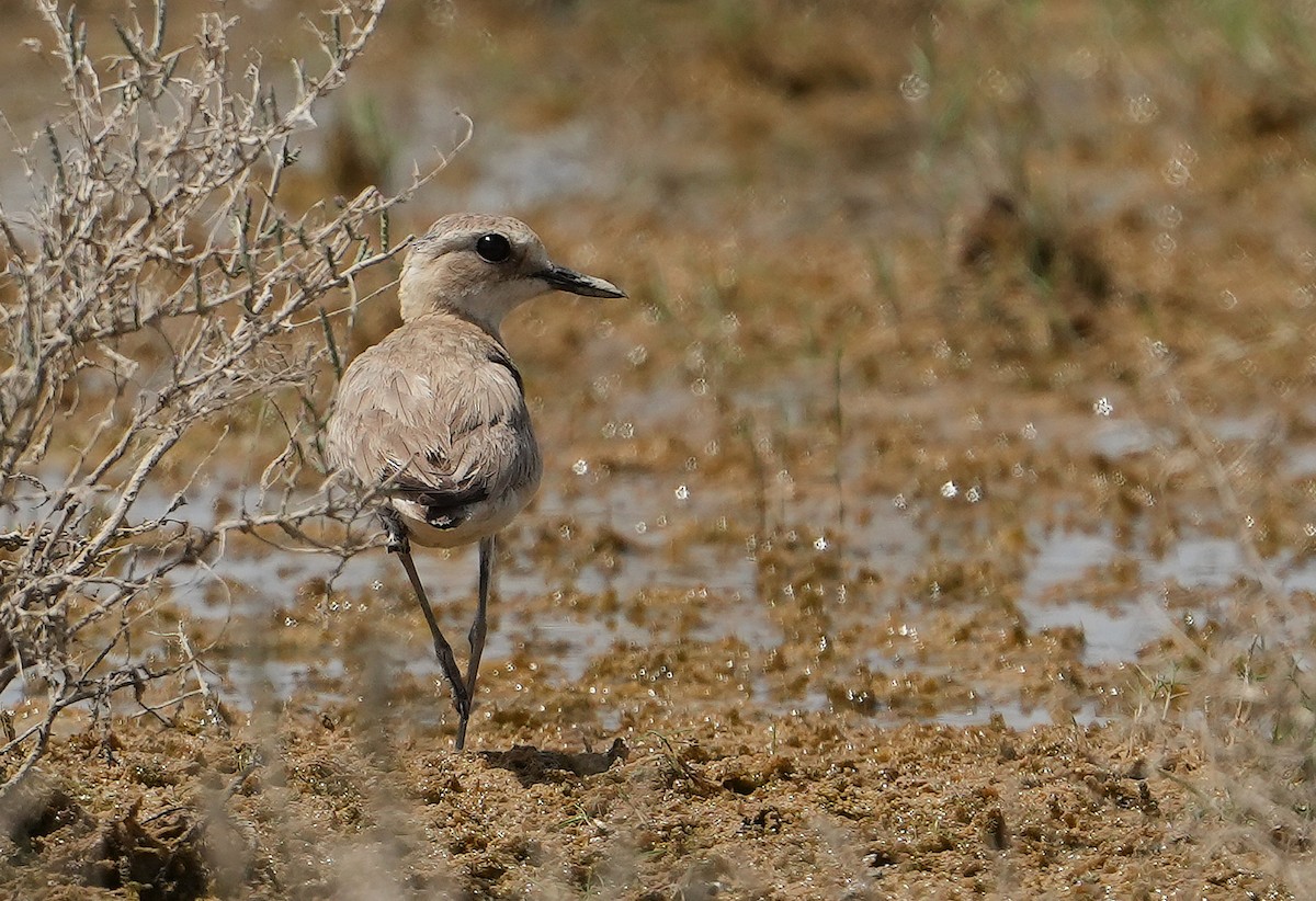 Пісочник товстодзьобий - ML636798586