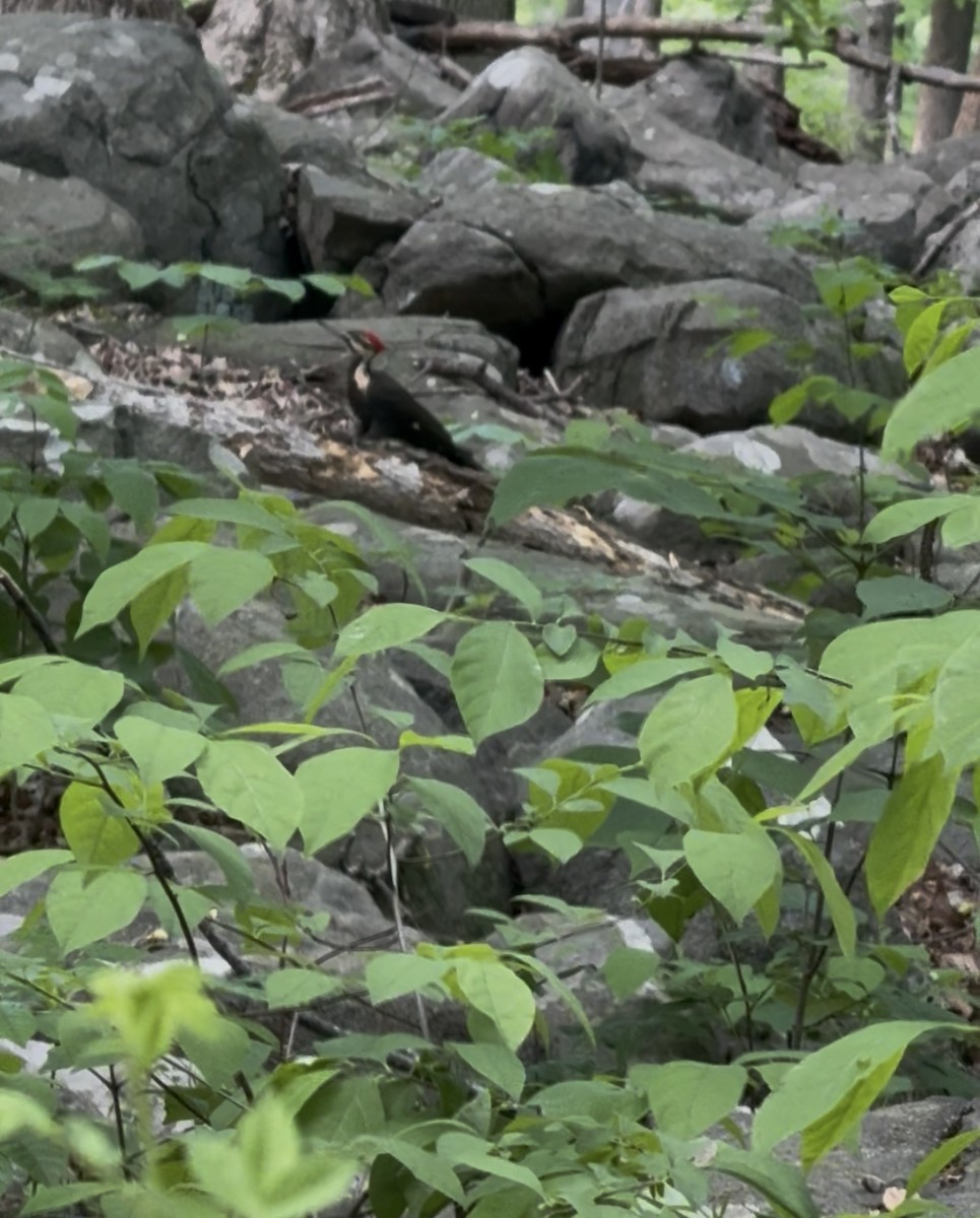 Pileated Woodpecker - ML636798609