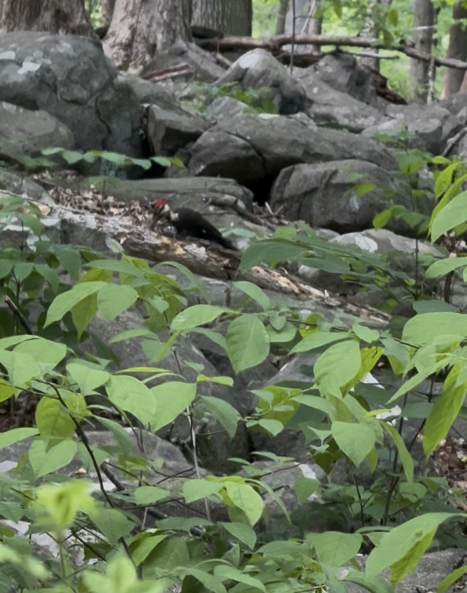 Pileated Woodpecker - ML636798610