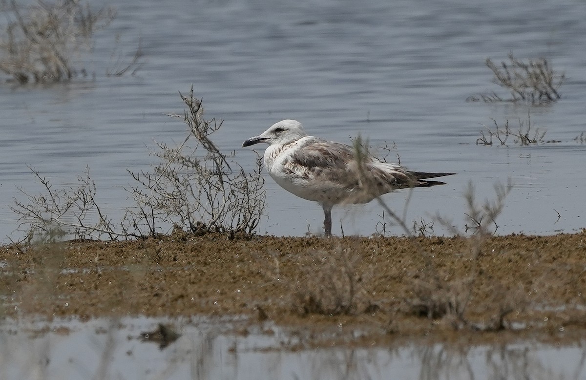Мартин чорнокрилий (підвид heuglini) - ML636798619