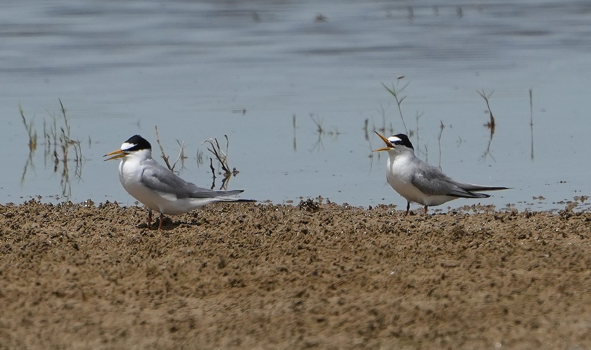 Крячок малий - ML636798630