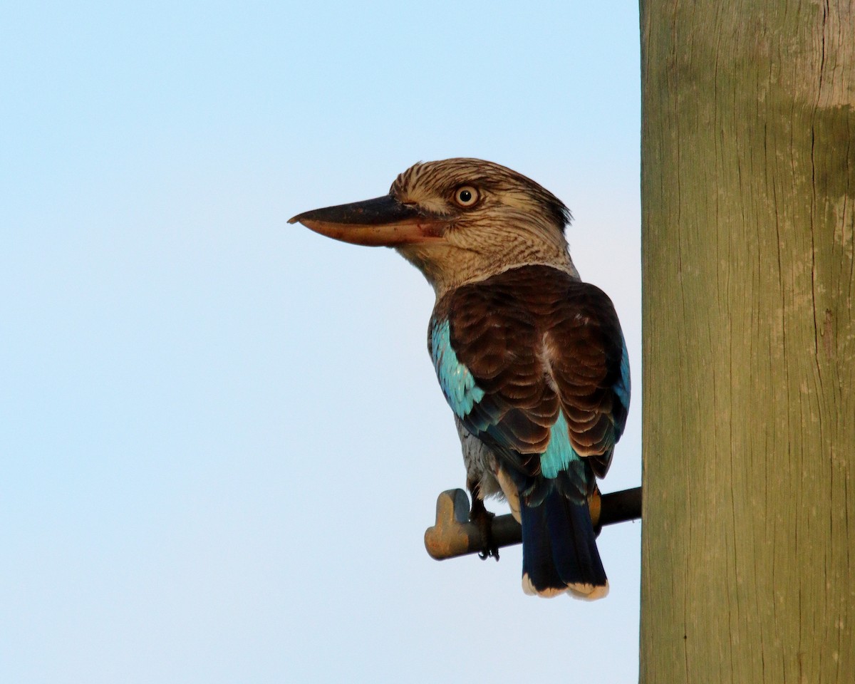 Blue-winged Kookaburra - ML636798633