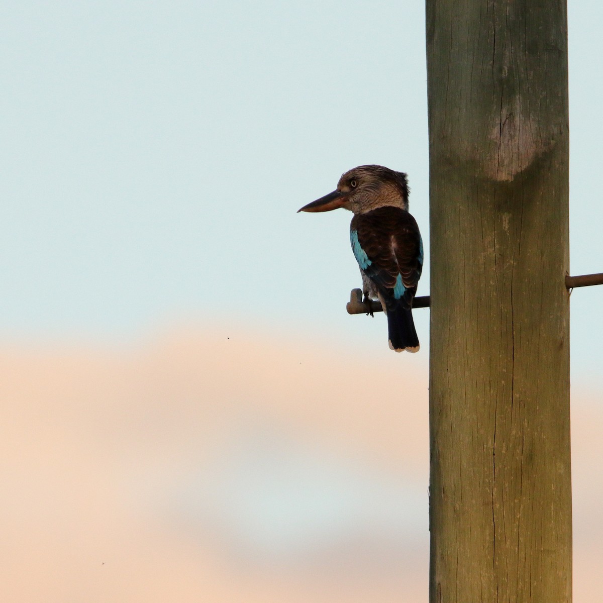 Blue-winged Kookaburra - ML636798634