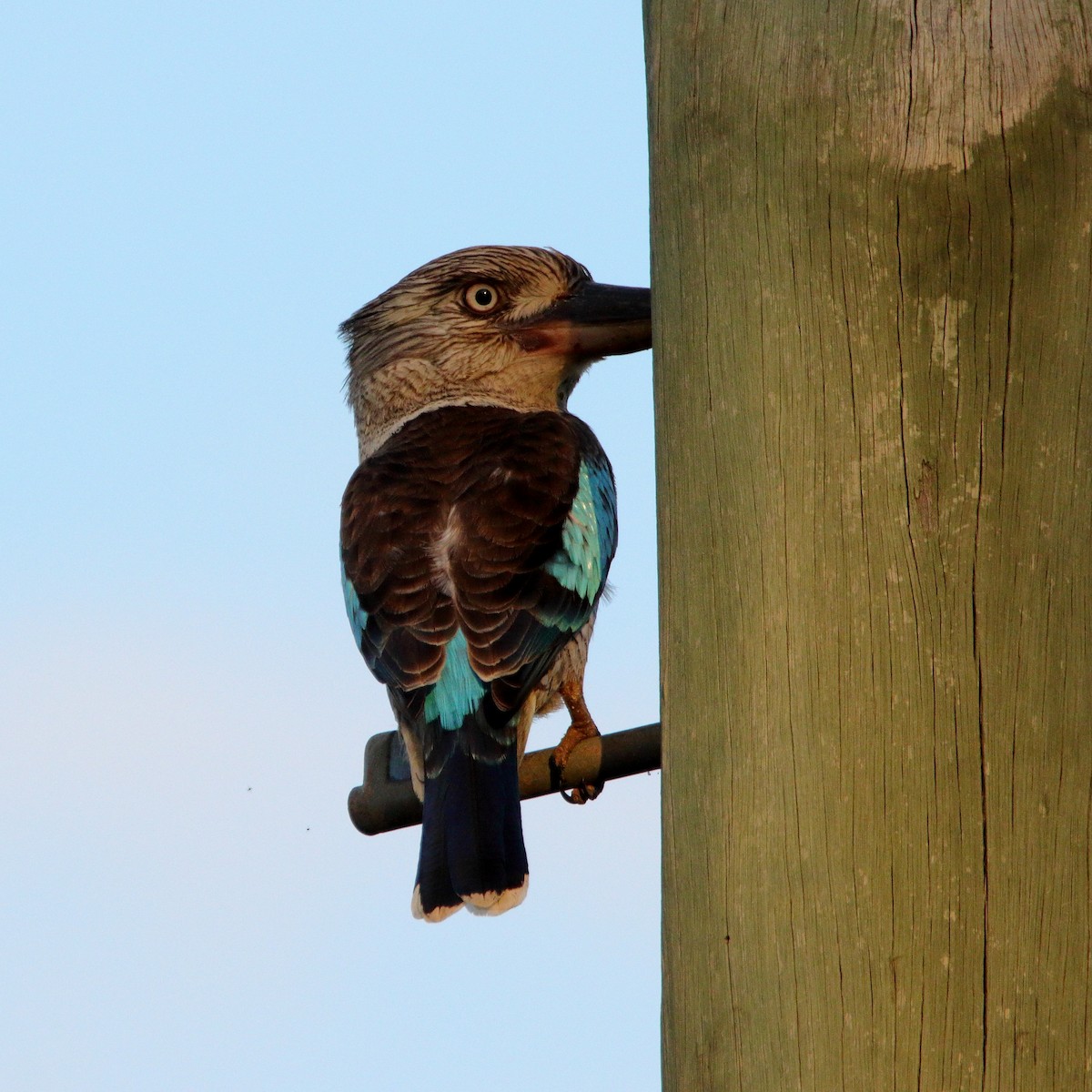 Blue-winged Kookaburra - ML636798635