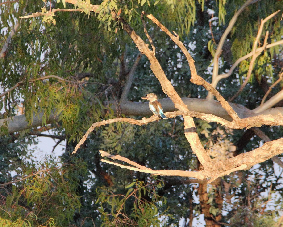Blue-winged Kookaburra - ML636798648