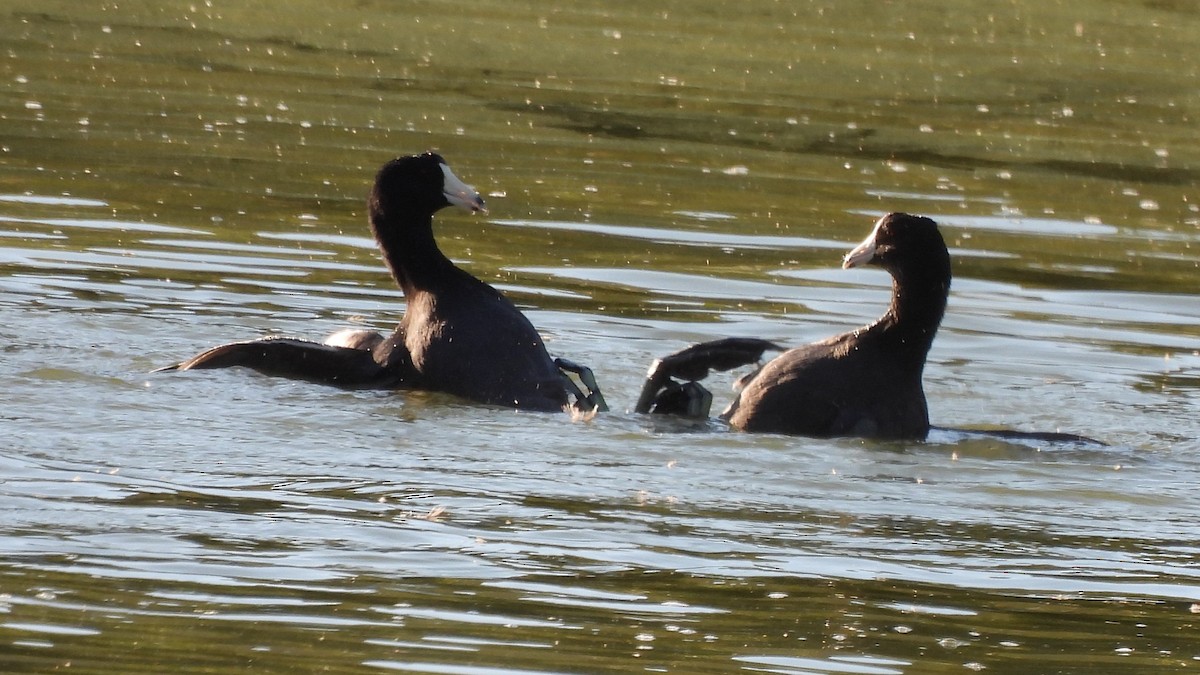 American Coot - ML636798679