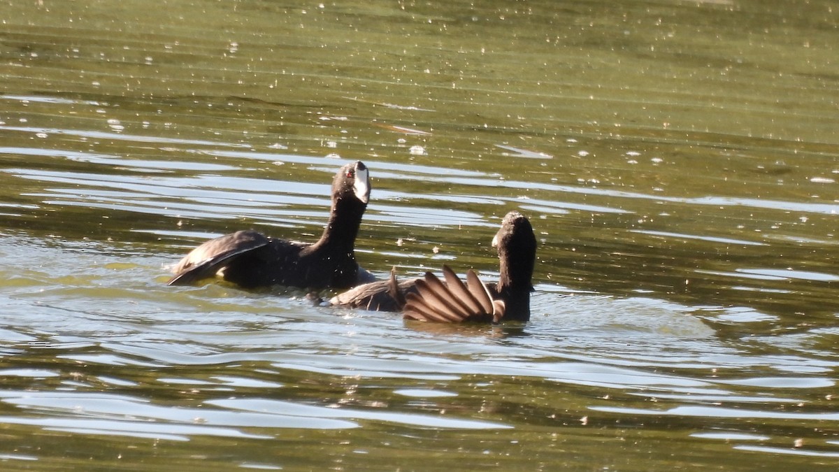 American Coot - ML636798680