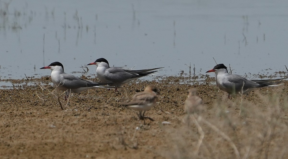 Крячок річковий - ML636798685